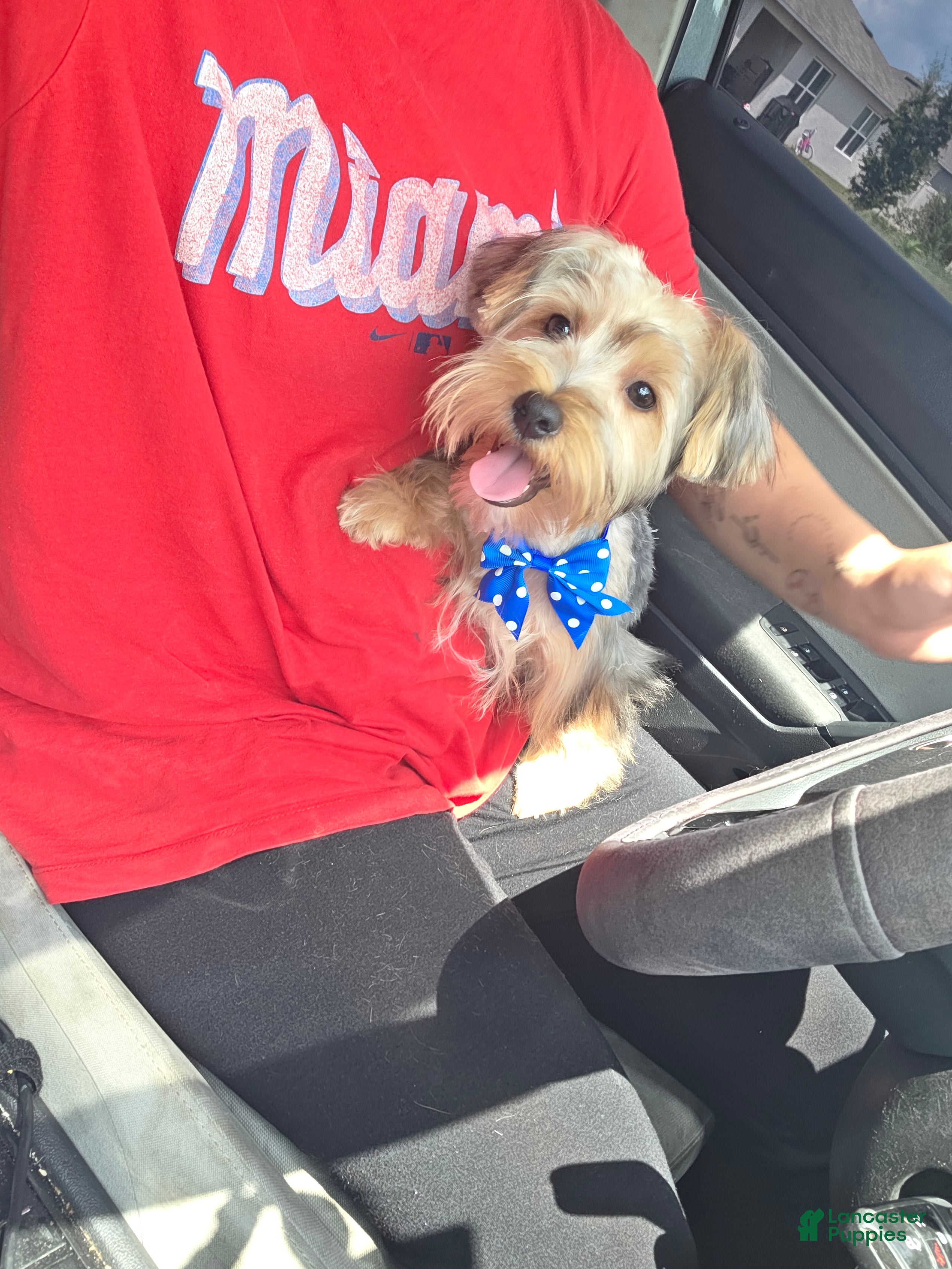 Yorkshire Terrier dogs Pauly - Ad 2