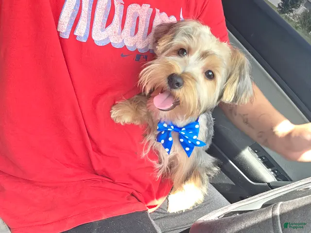 Yorkshire Terrier dogs Pauly - Ad 2