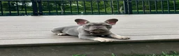 French Bulldog dogs for sale: Violet - Ad 21