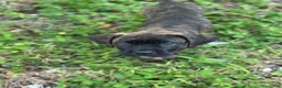 Cane Corso dogs for sale:  Bonnie black brindle - Ad 10