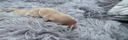 Golden Retriever dogs for sale: bullseye - Ad 1