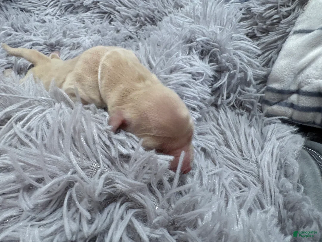 Golden Retriever dogs for sale: bullseye - Ad 1