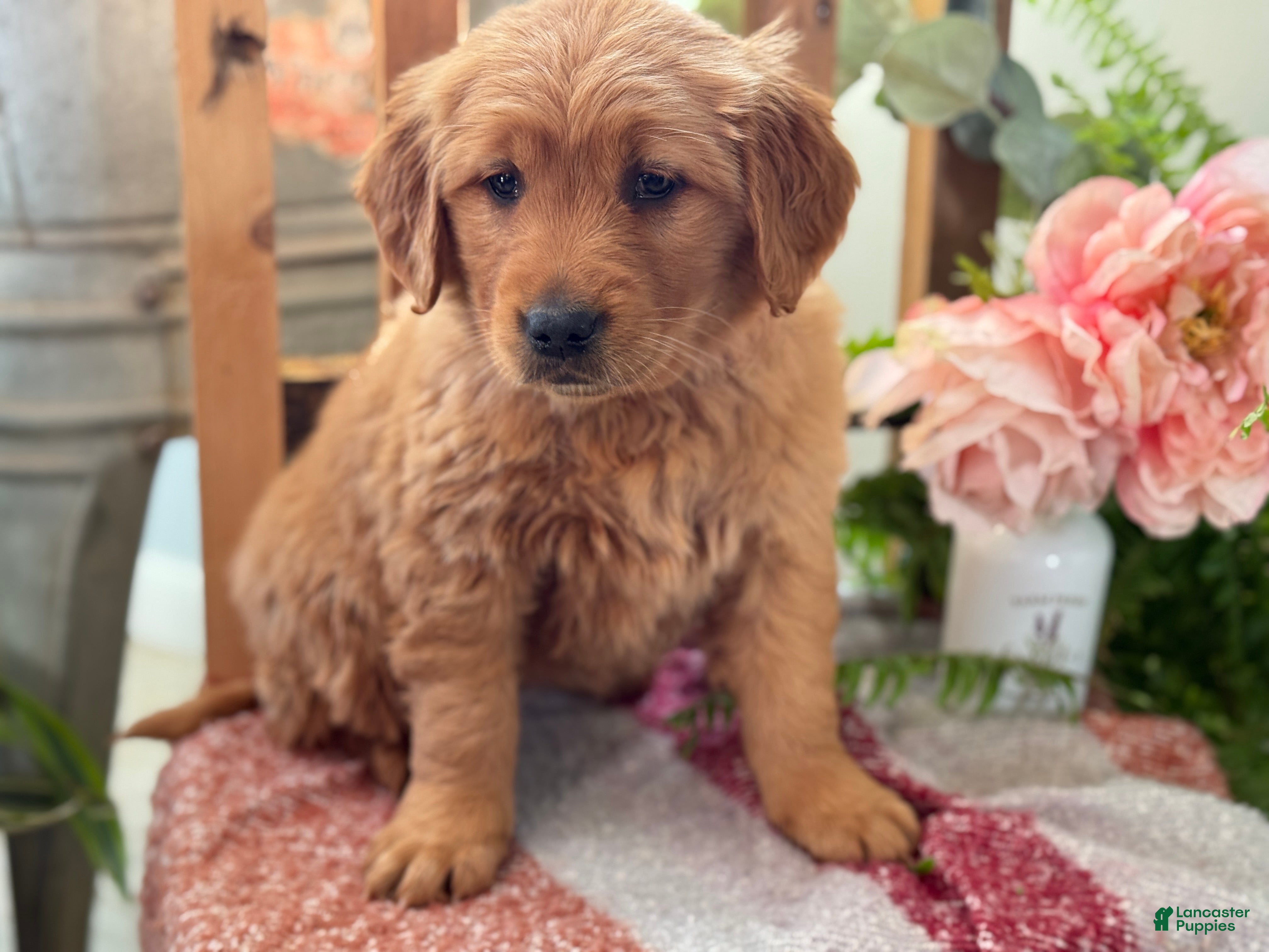 Golden Retriever dogs Ruby - Ad 35