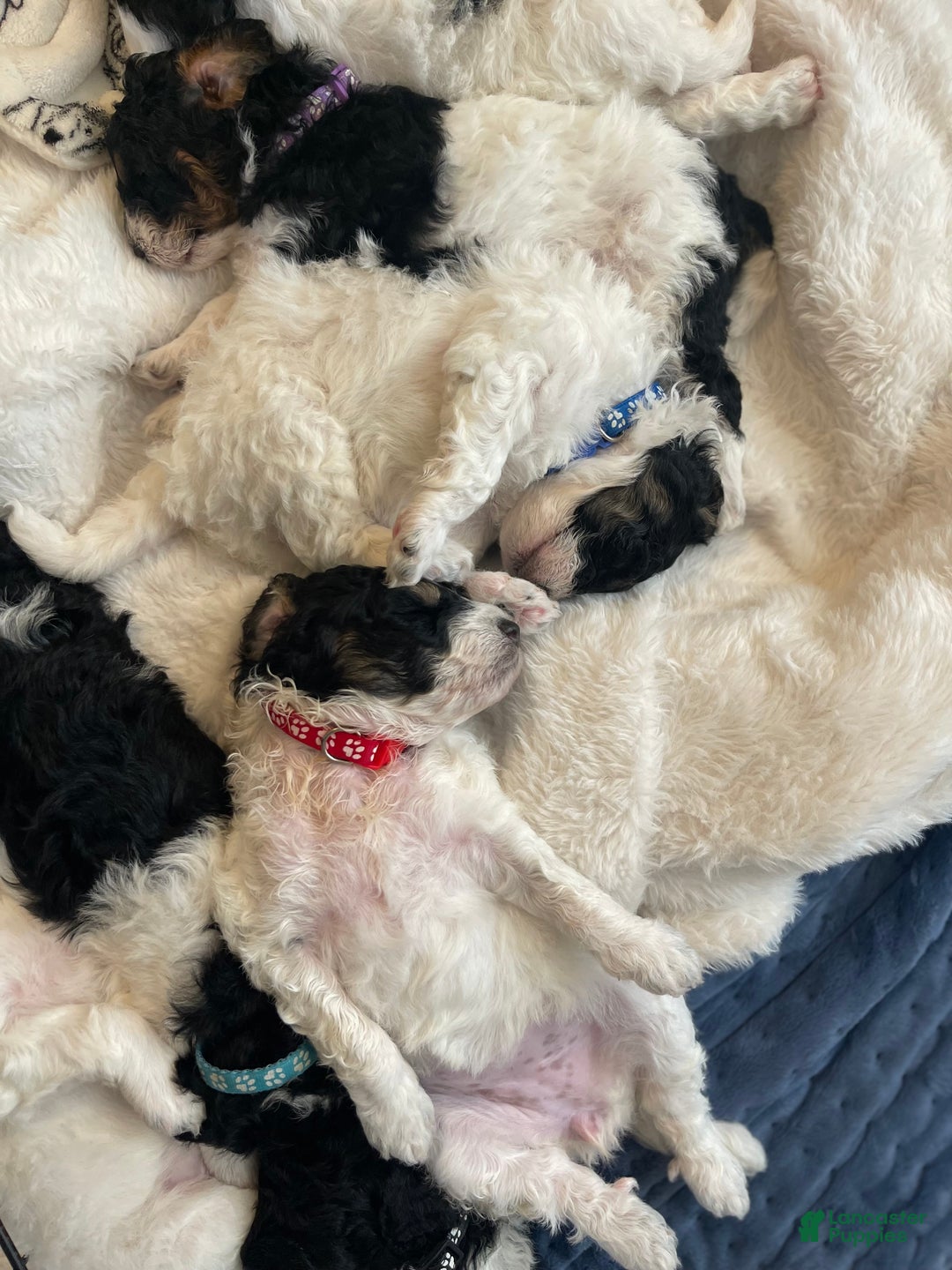 Mini Sheepadoodle dogs for sale: Red-Peppermint - Ad 4