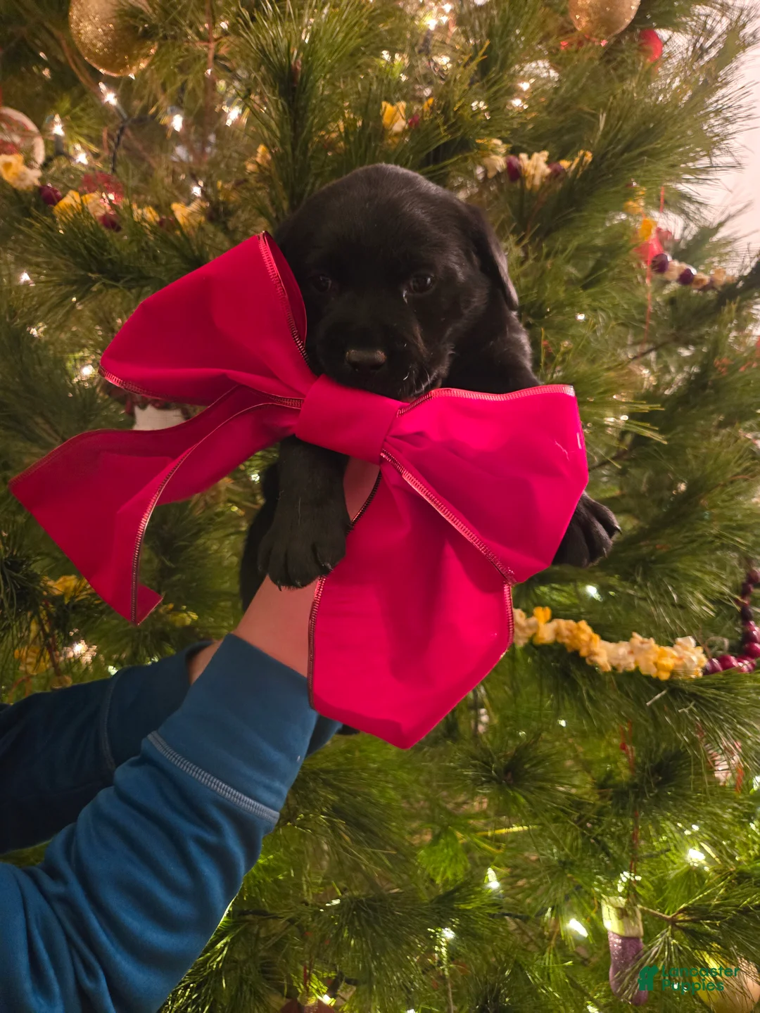 Labrador Retriever dogs for sale: Labrador Retriever Puppy 3 - Ad 8