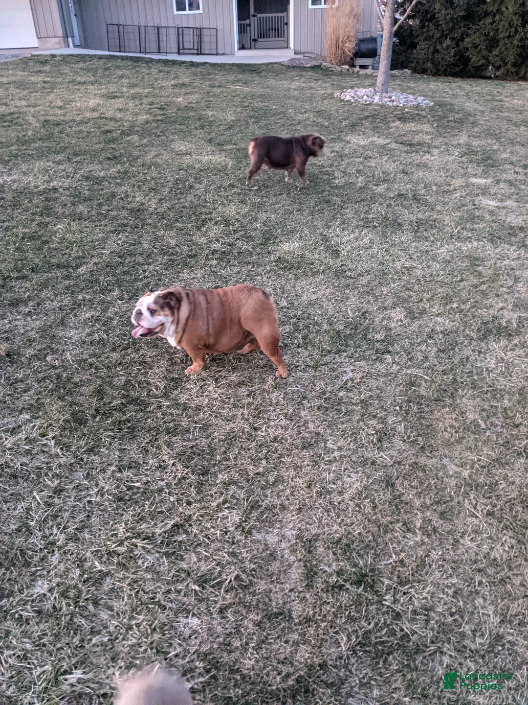 English Bulldog dogs for sale: Ana - Ad 3