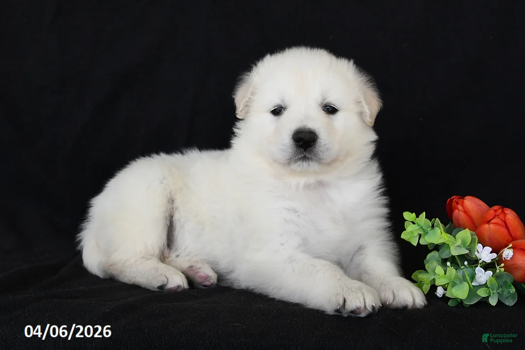 Golden Retriever dogs for sale: Conner - Ad 2