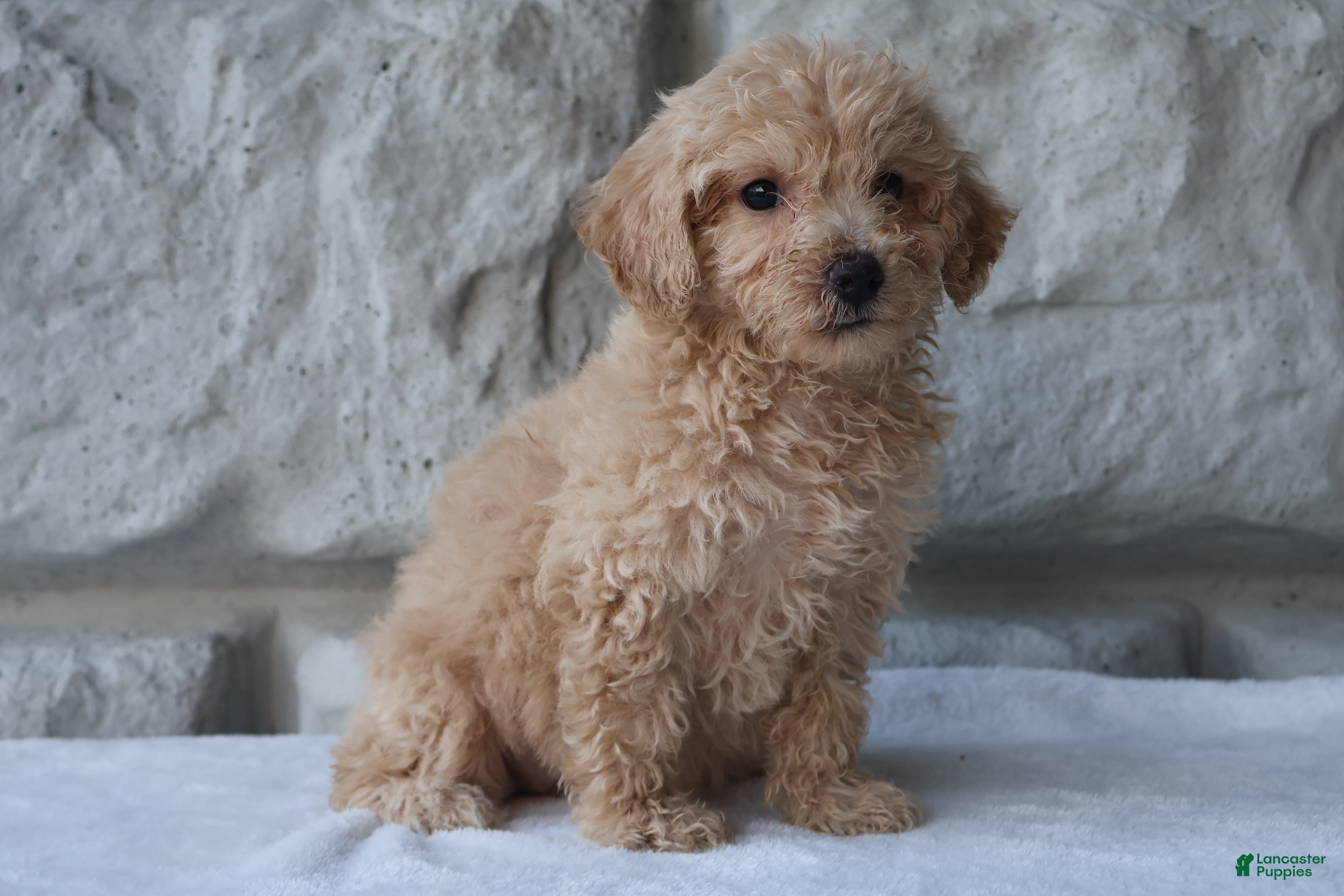 Bichpoo dogs Macy - Ad 1