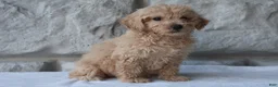 Bichpoo dogs for sale: Macy - Ad 1