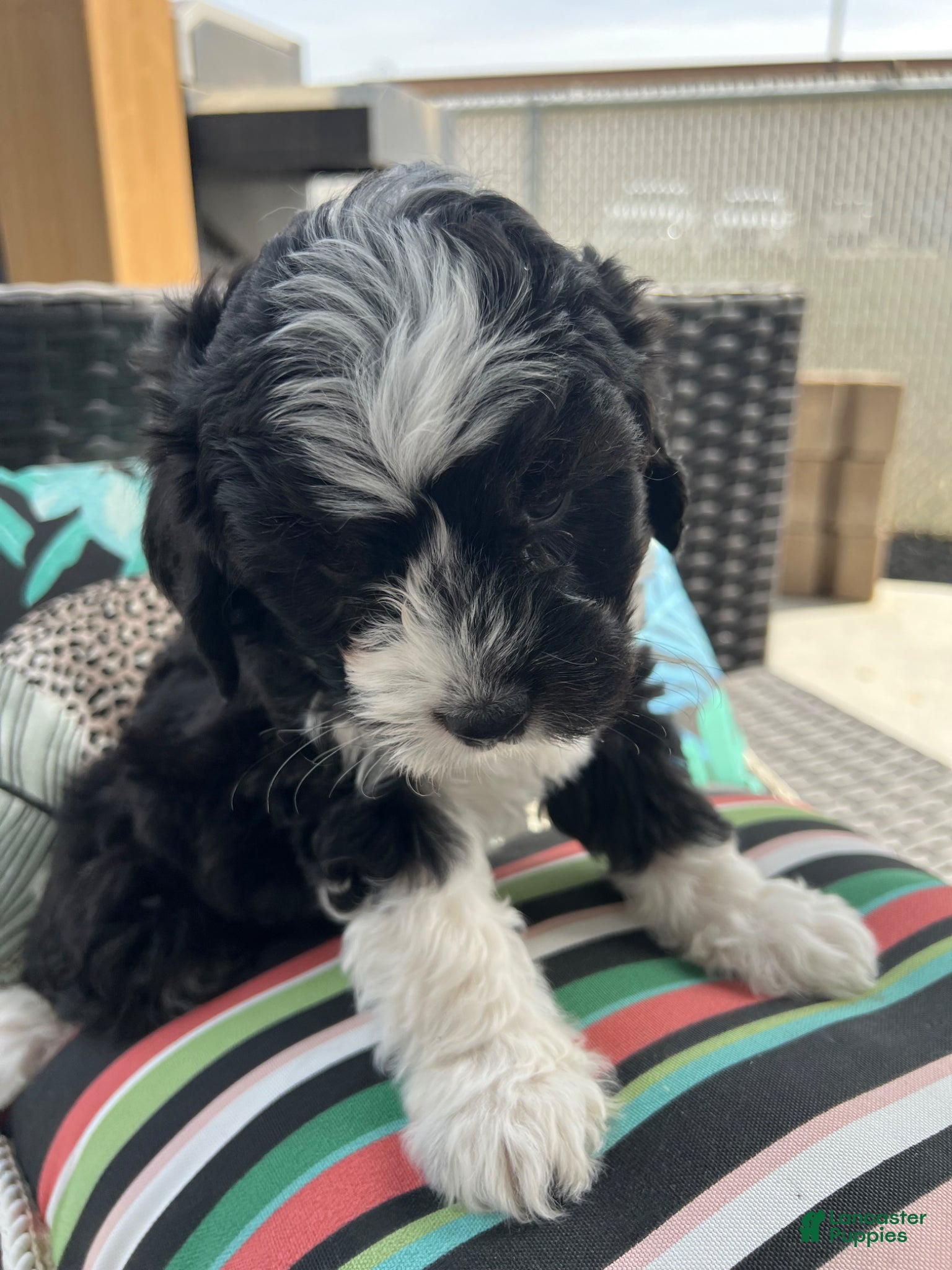 Cavapoo dogs Cavapoo Puppy 1 - Ad 1