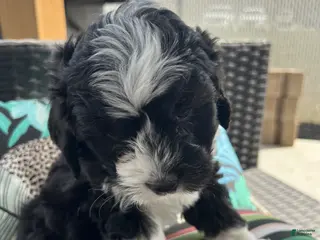 Cavapoo dogs for sale: Cavapoo Puppy 1 - Ad 2