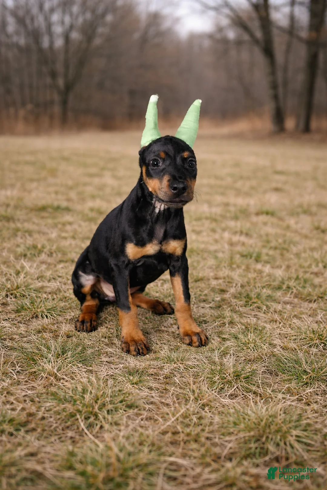 Doberman Pinscher dogs for sale: Doberman Pinscher Puppy 2 - Ad 3