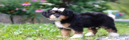 Mini Bernedoodle dogs for sale: Lotus - Ad 6