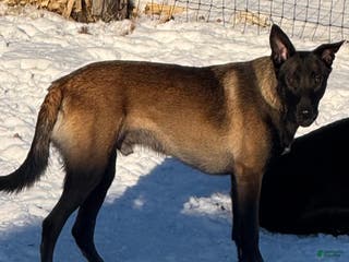 Belgian Malinois dogs for sale: Belgian Malinois Puppy - Ad 1