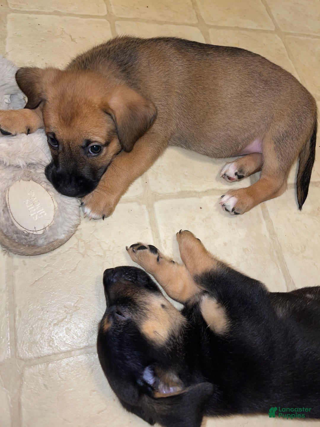 Mixed Breed dogs for sale: Chili - Ad 3