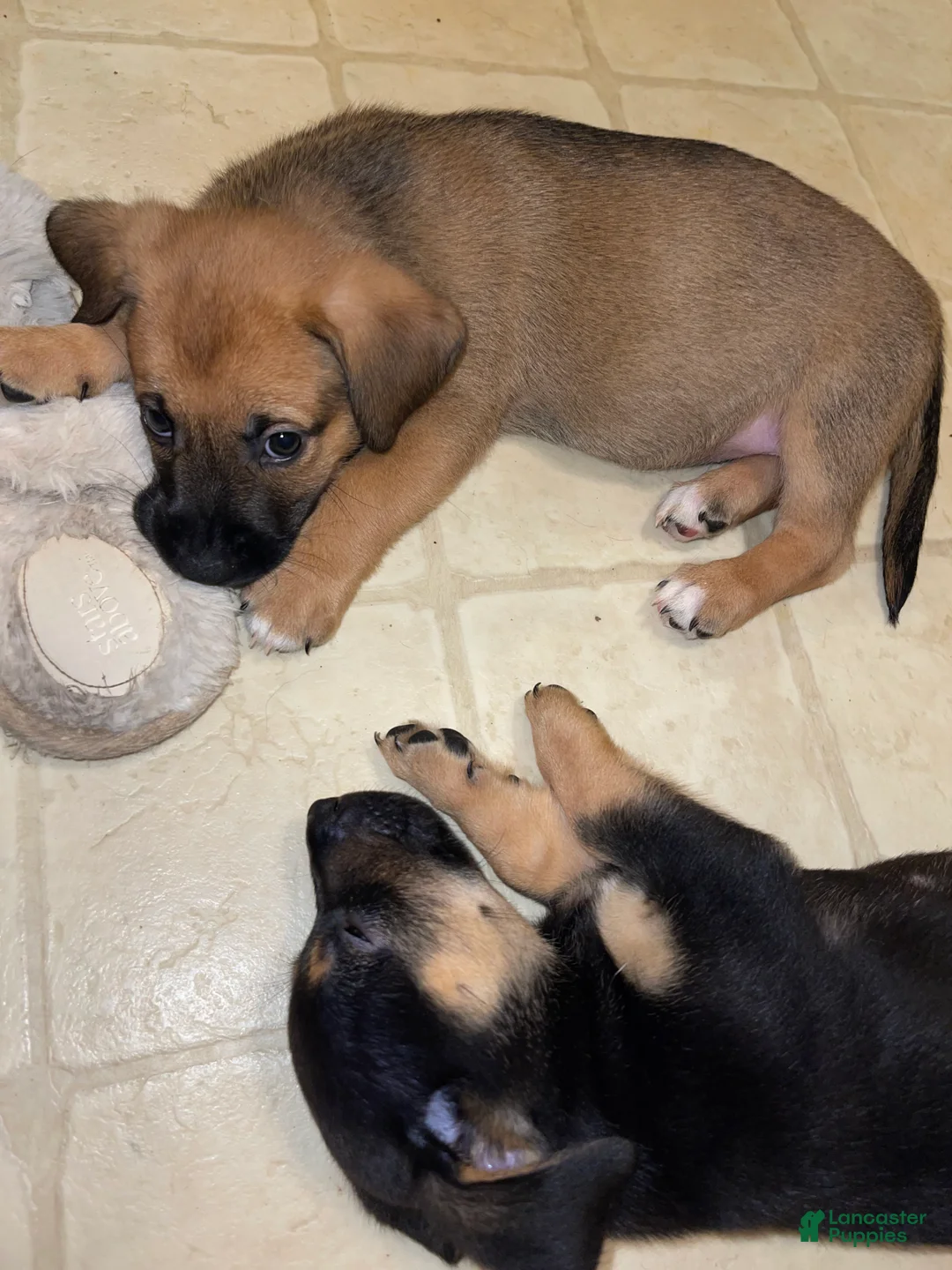 Mixed Breed dogs for sale: Chili - Ad 3