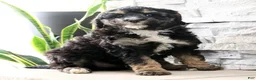 Mini Bernedoodle dogs for sale: Duke - Ad 9