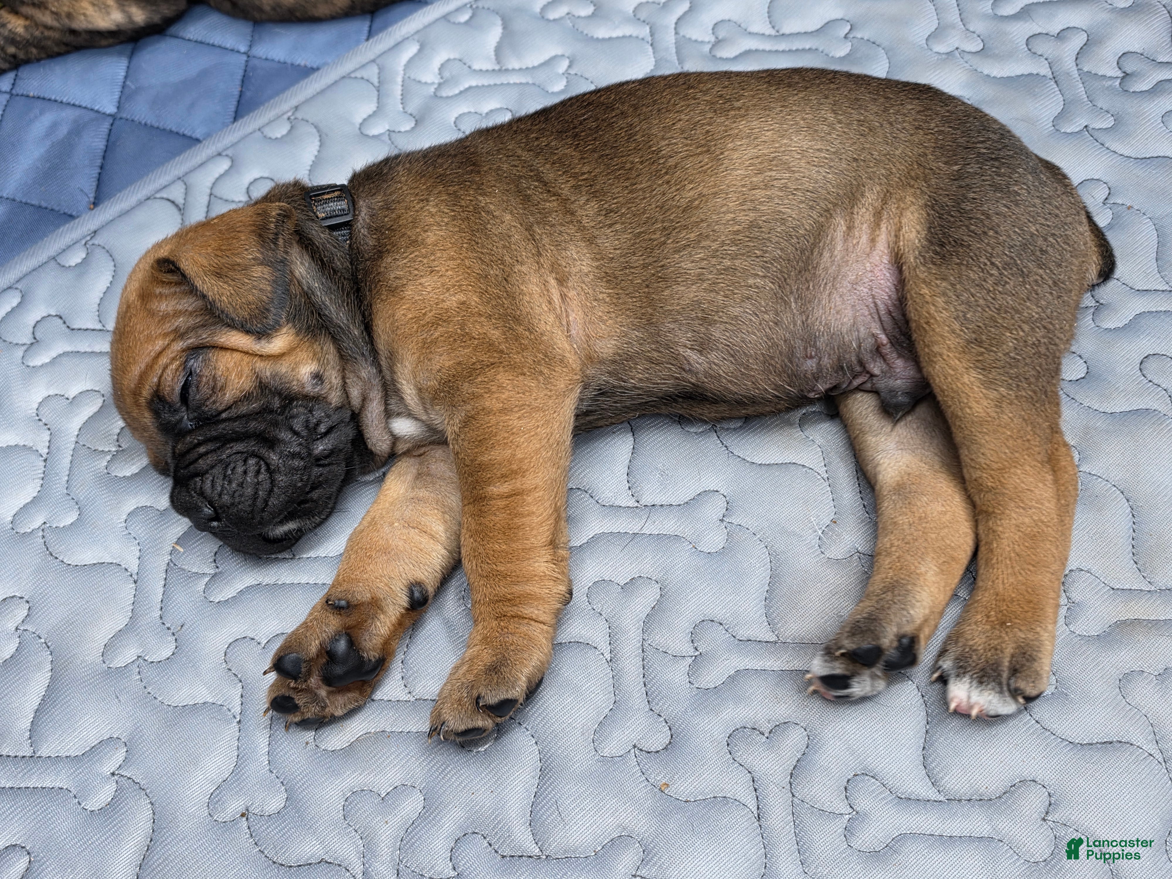 Cane Corso dogs Cane Corso Puppy 5 - Ad 26