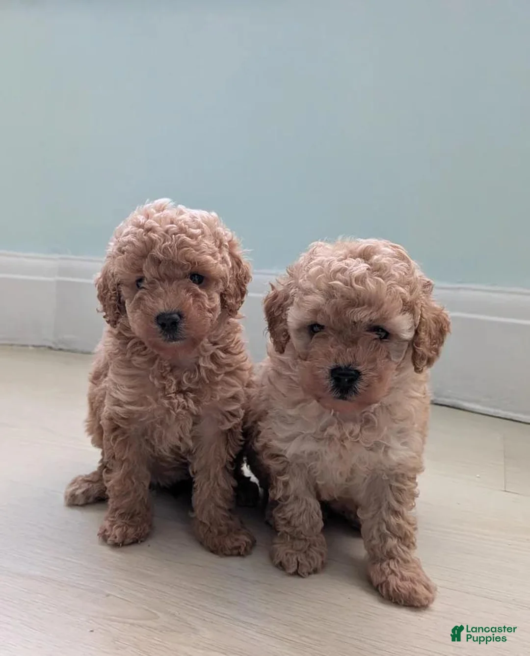 Toy Poodle dogs for sale: Tom - Ad 23