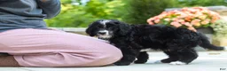 Bernedoodle dogs for sale: Blake - Ad 4