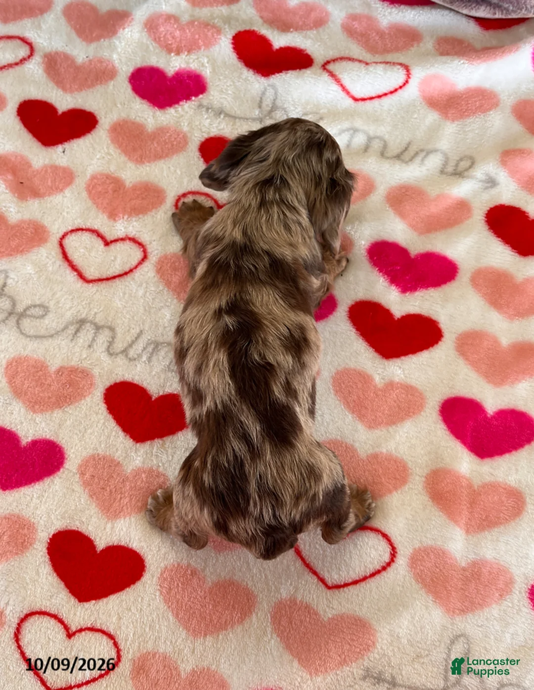 Miniature Dachshund dogs for sale: Pumpkin - Ad 2