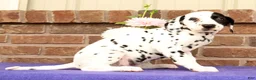 Dalmatian dogs for sale: Abby - Ad 8
