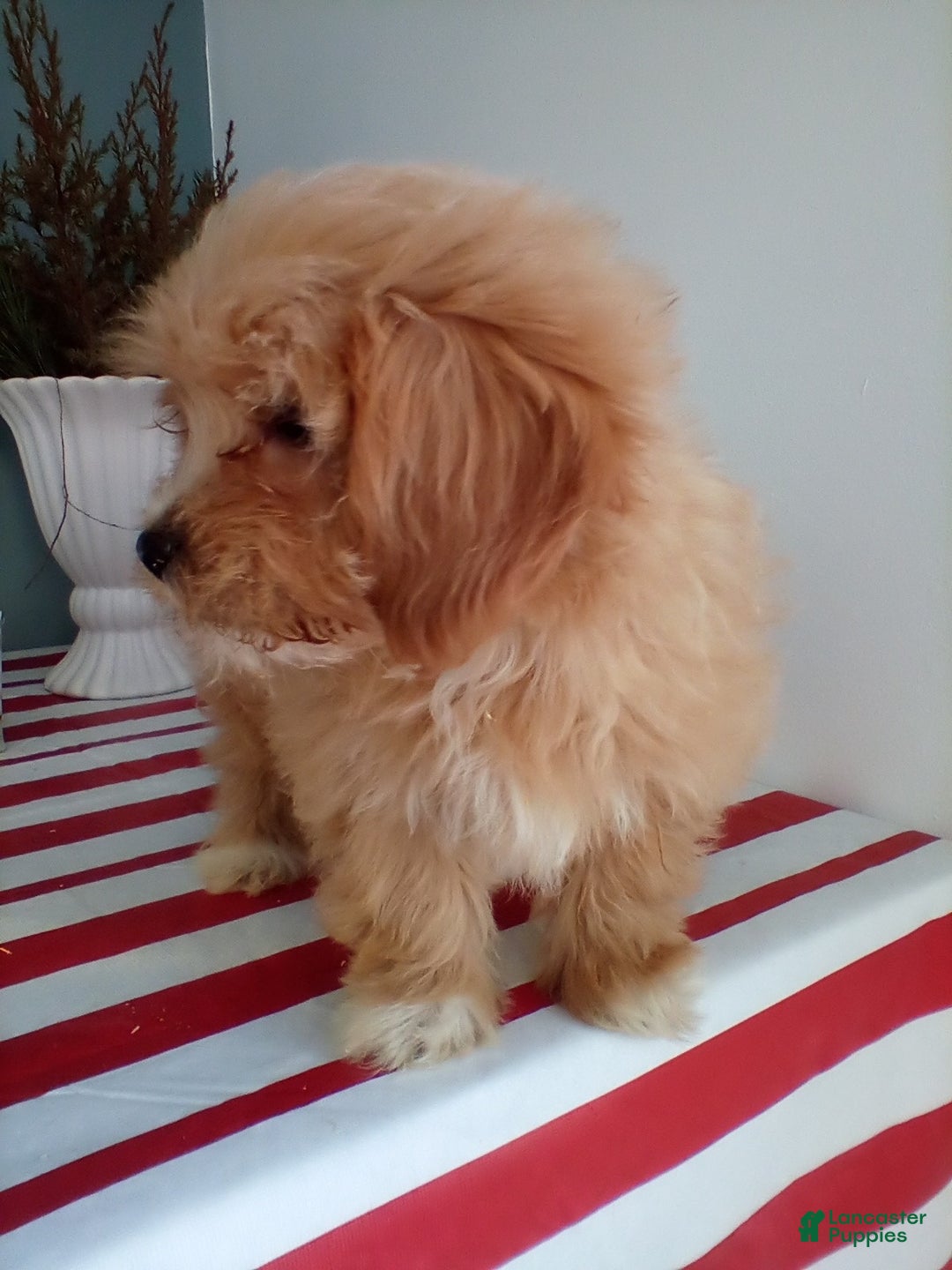 Lhasapoo dogs for sale: Gigi - Ad 5