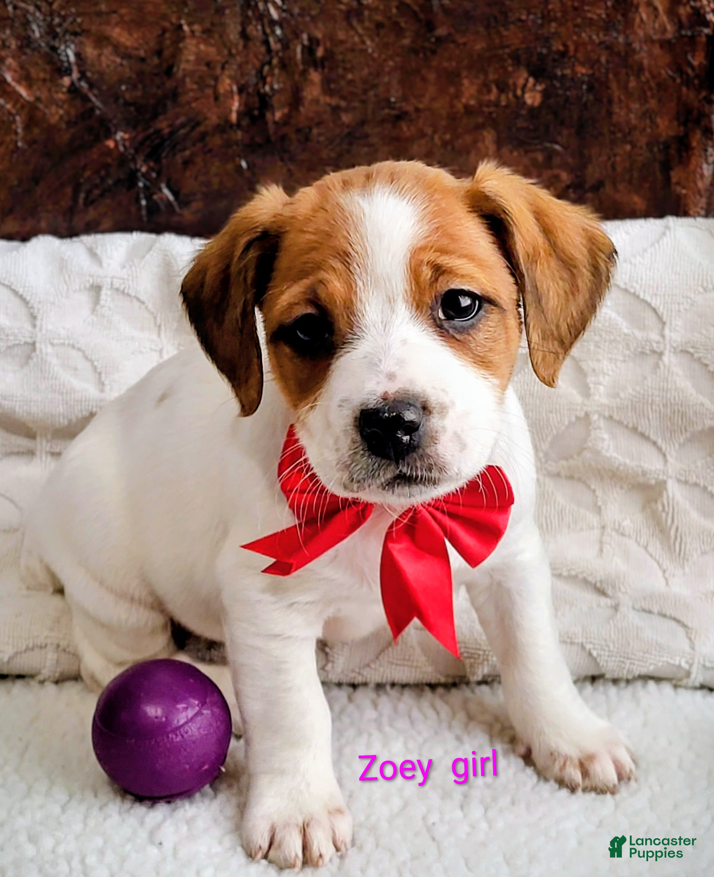 Jack Russell Terrier dogs Jack Russell Terrier Puppy 2 - Ad 26