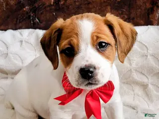 Jack Russell Terrier dogs Jack Russell Terrier Puppy 2 - Ad 26