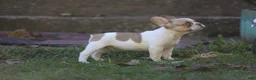 French Bulldog dogs for sale: Casper - Ad 2