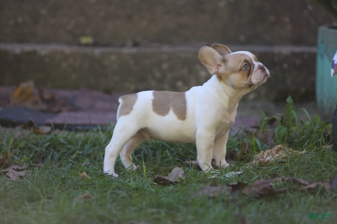 French Bulldog dogs for sale: Casper - Ad 2