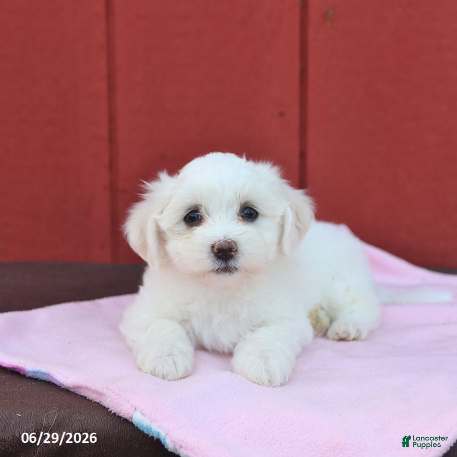 Maltese dogs Nicole - Ad 1