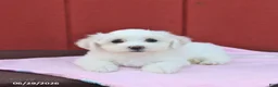 Maltese dogs for sale: Nicole - Ad 1