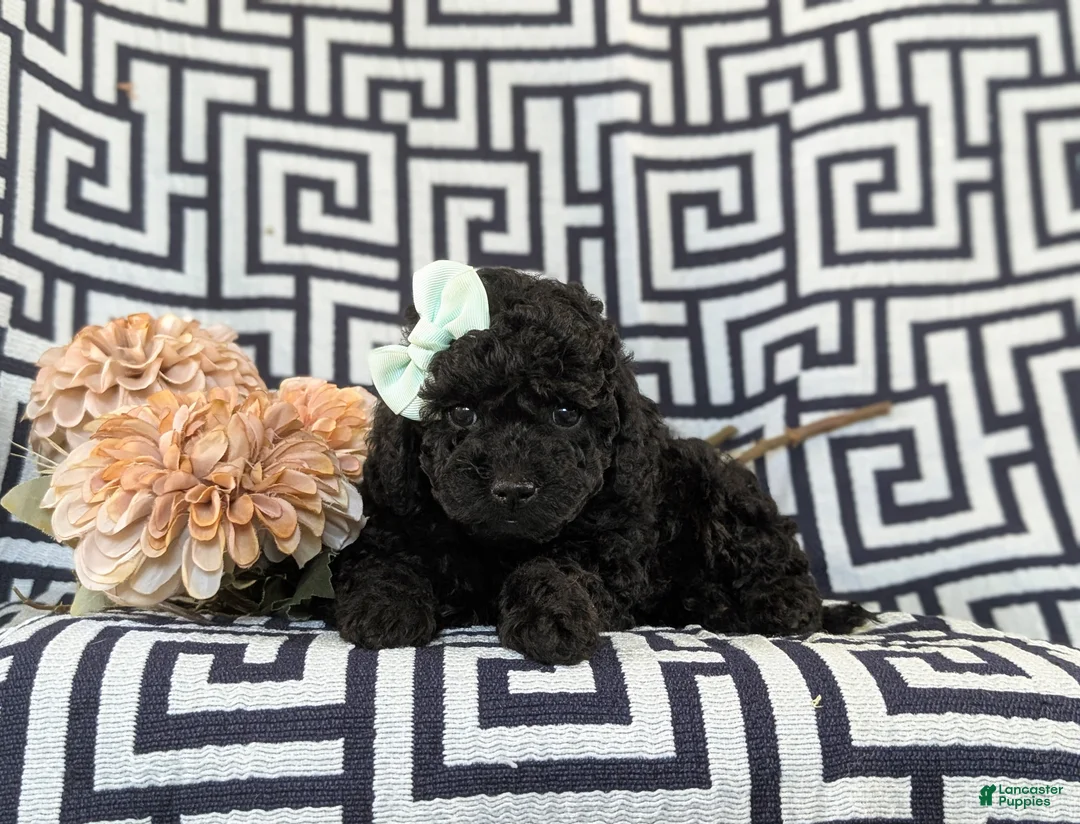 Toy Poodle dogs for sale: Luna - Ad 5