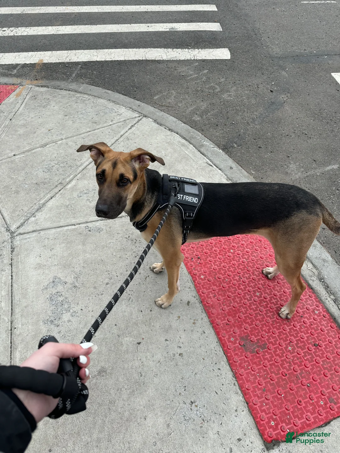 German Shepherd dogs for sale: German Shepherd Puppy 1 - Ad 2