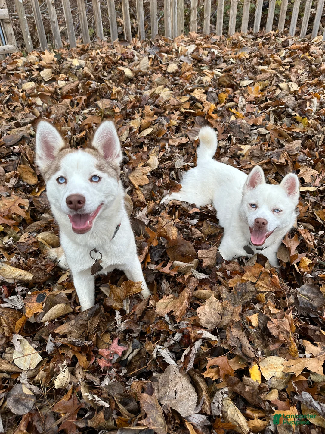 Pomsky dogs for sale: Pomsky Puppy 4 - Ad 2