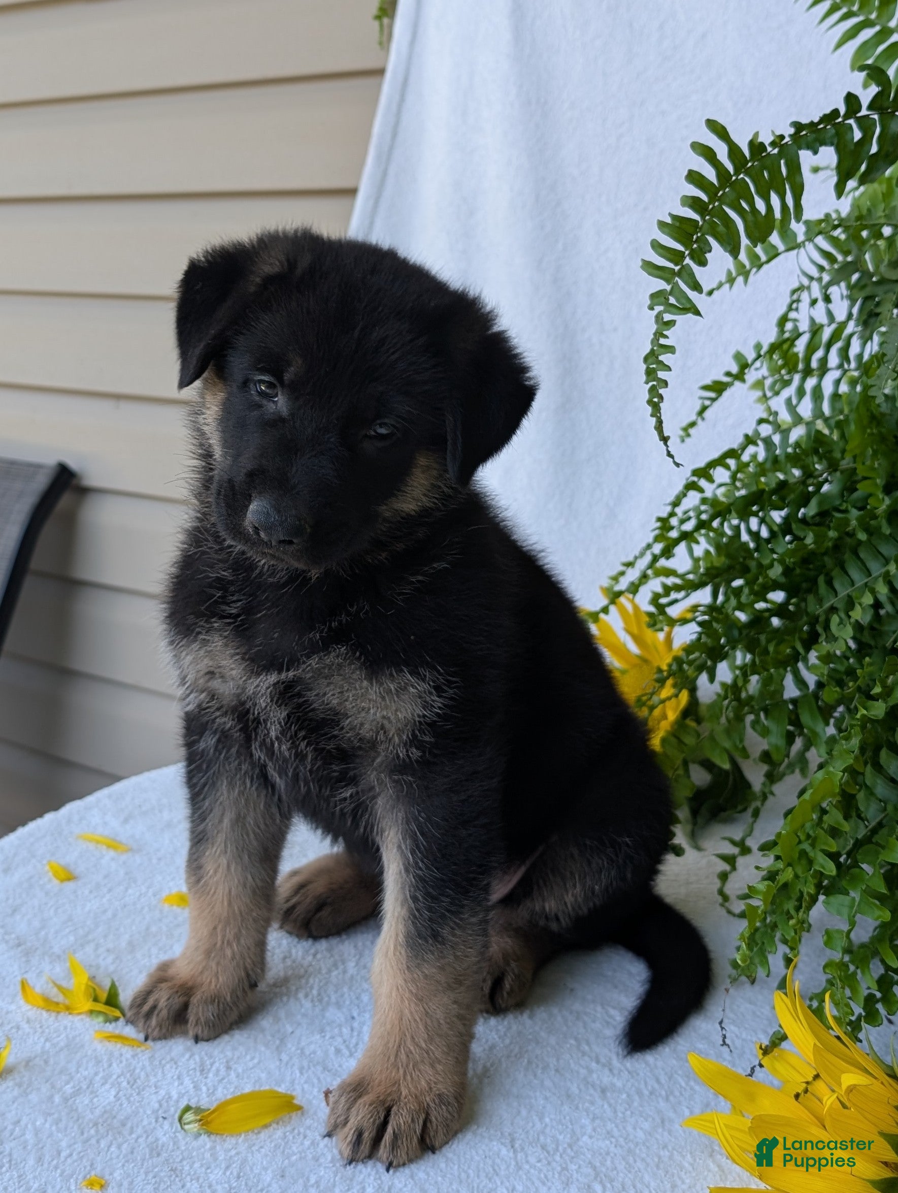 German Shepherd dogs Bullet  - Ad 2