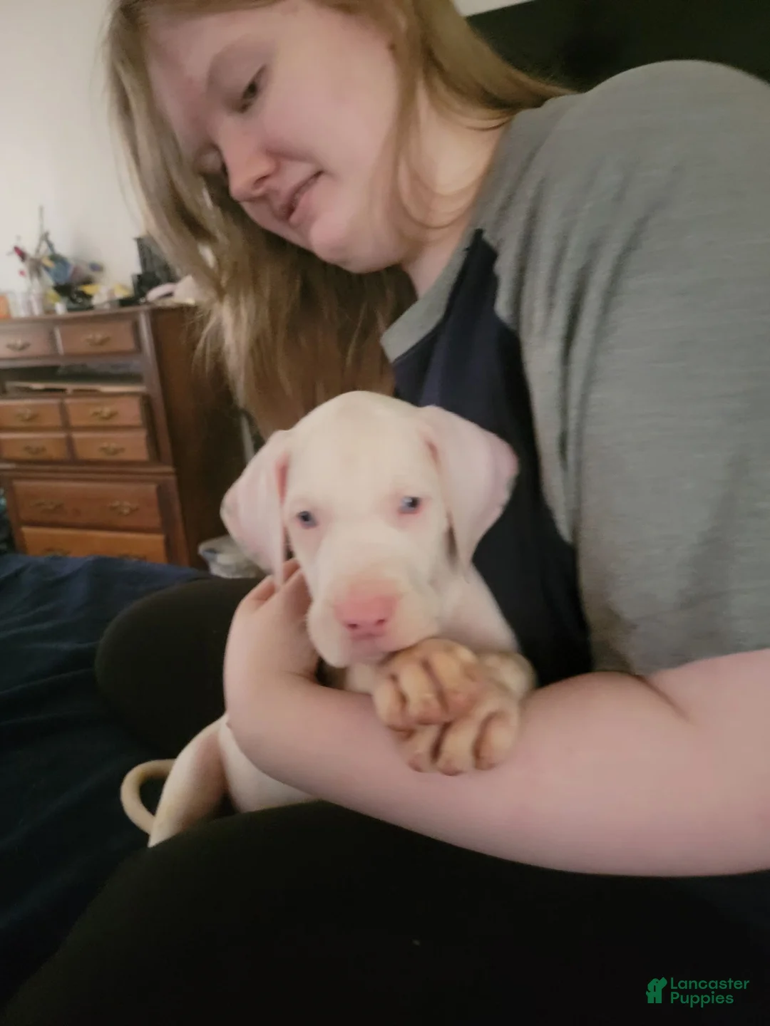 Great Dane dogs for sale: Great Dane 2 - Ad 2