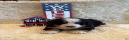 Bernese Mountain Dog dogs for sale: John - Ad 2