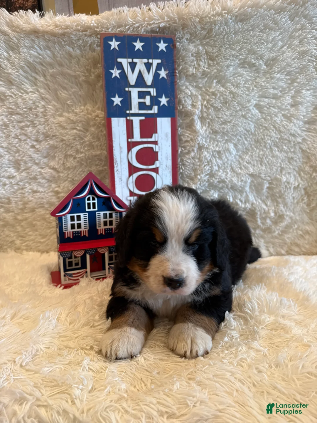 Bernese Mountain Dog dogs for sale: John - Ad 2