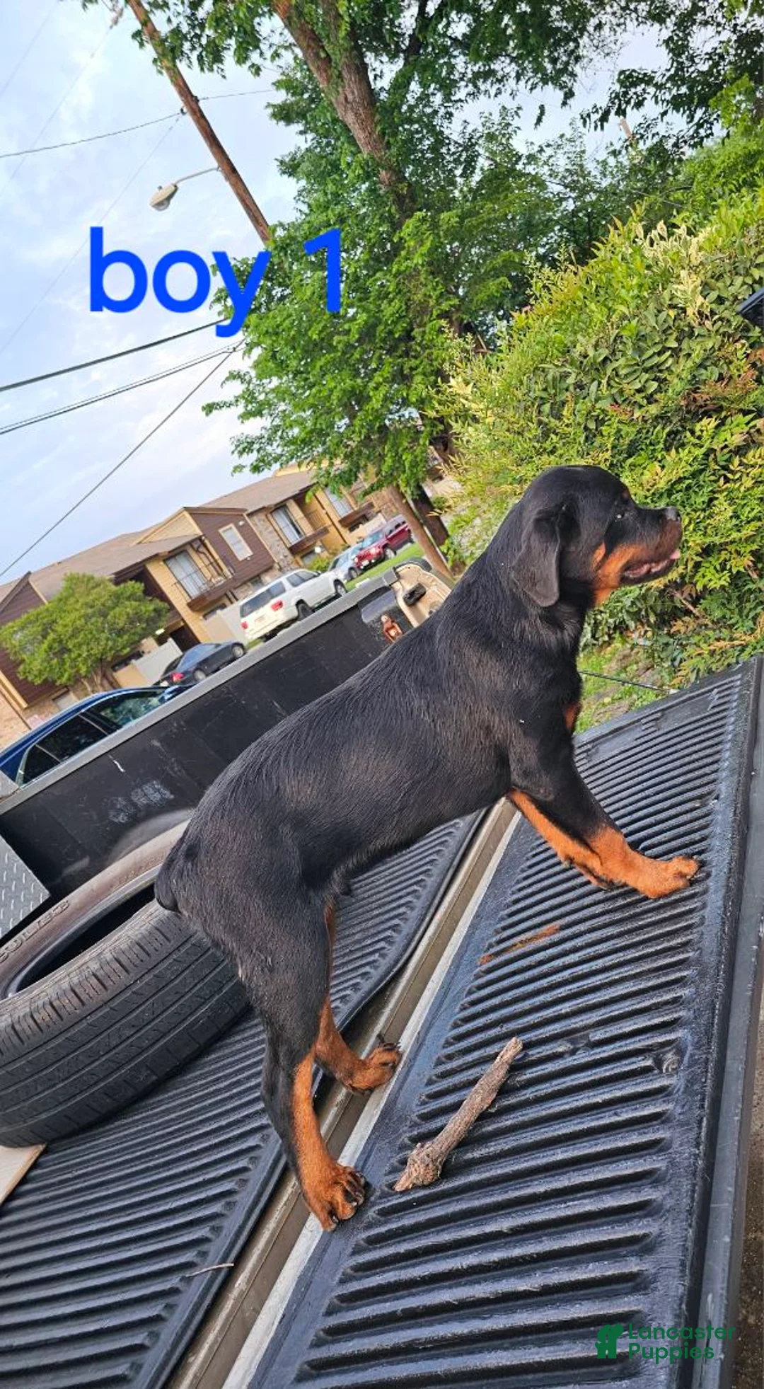 Rottweiler dogs for sale: Rottweiler Puppy 6 - Ad 1