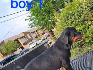 Rottweiler dogs Rottweiler Puppy 6 - Ad 23