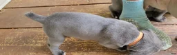 Cane Corso dogs for sale: Cane Corso 3 - Ad 3