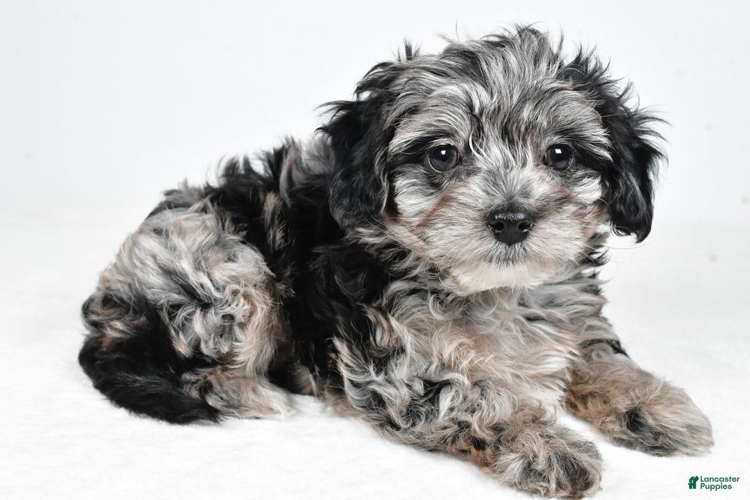 Yorkiepoo dogs for sale: Jingle - Ad 10