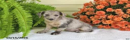 Mixed Breed dogs for sale: Chloe - Ad 2