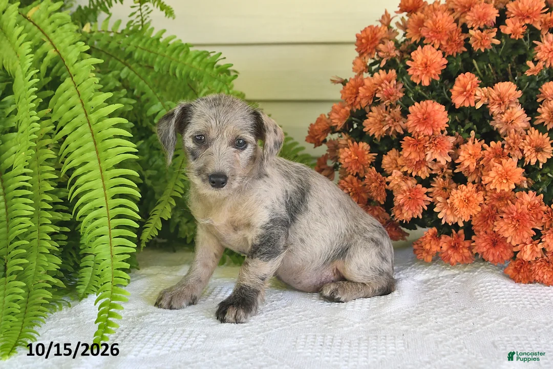 Mixed Breed dogs for sale: Chloe - Ad 2