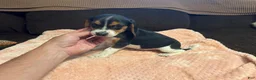 Beagle dogs for sale: Beagle 4 - Ad 3