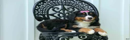 Bernese Mountain Dog dogs for sale: SALLY - Ad 11