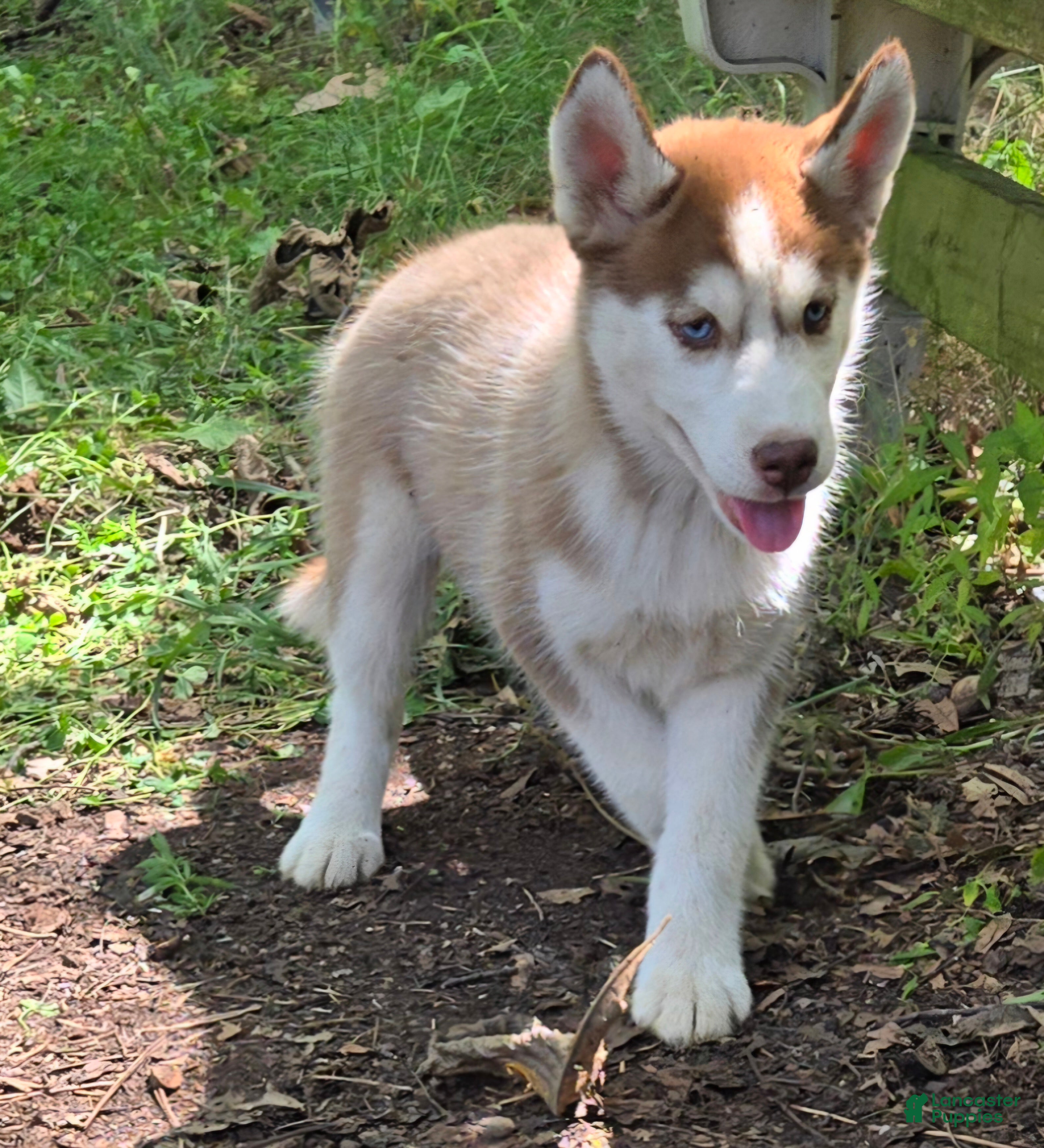 Siberian Husky dogs Stacy - Ad 1