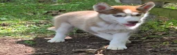 Siberian Husky dogs for sale: Stacy - Ad 1
